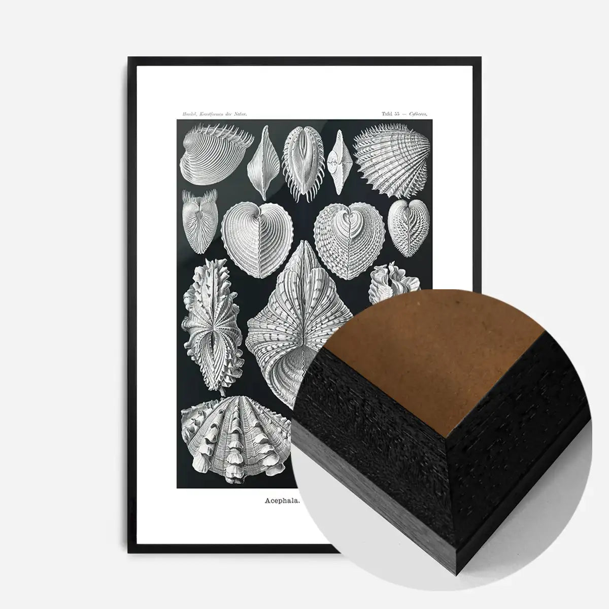 Mollusk Sea Shells Vintage Antique Print