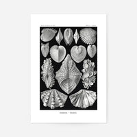 Mollusk Sea Shells Vintage Antique Print