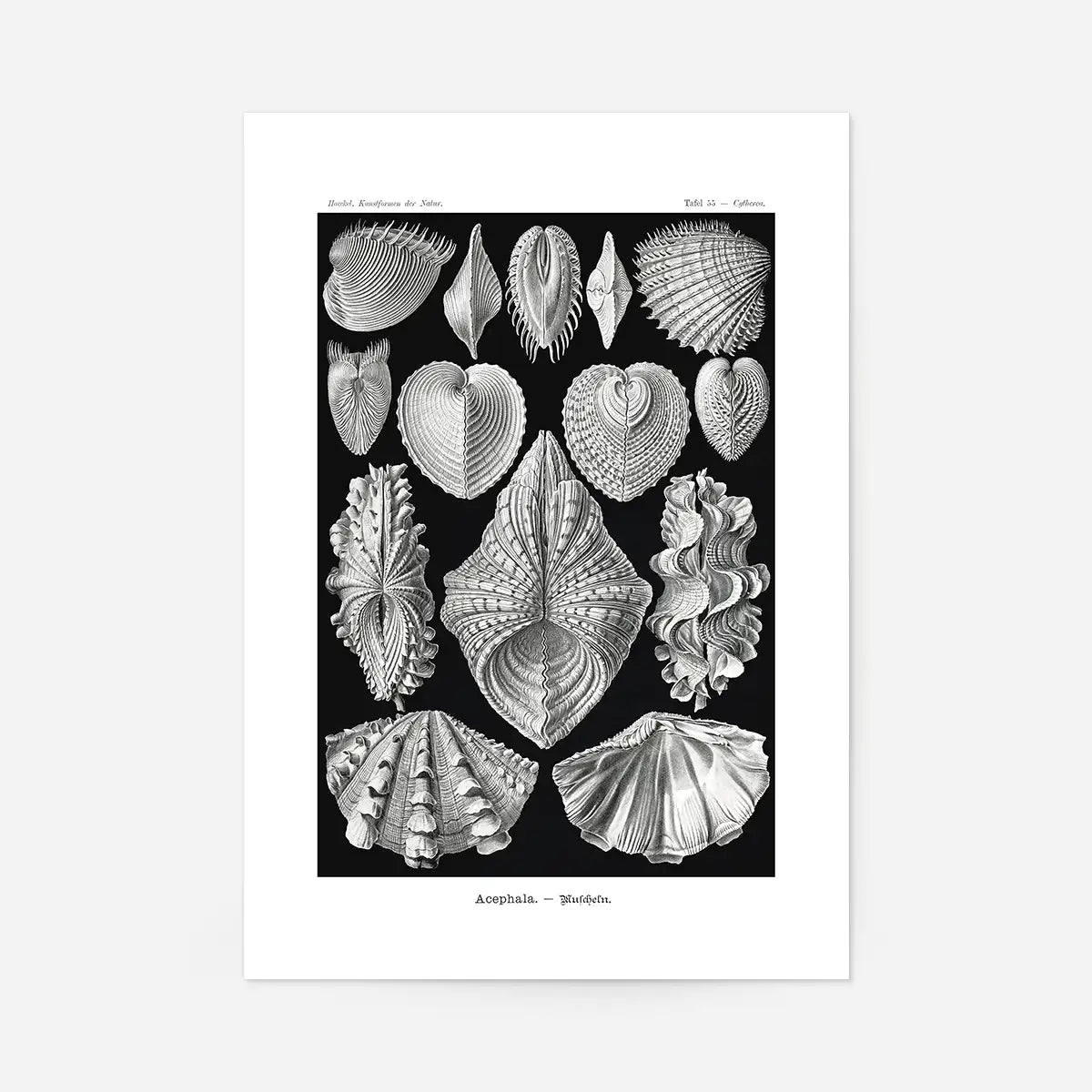 Mollusk Sea Shells Vintage Antique Print