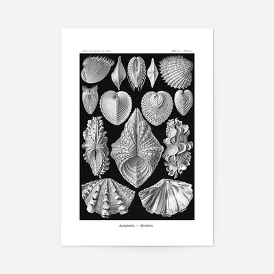 Mollusk Sea Shells Vintage Antique Print