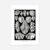 Mollusk Sea Shells Vintage Antique Print
