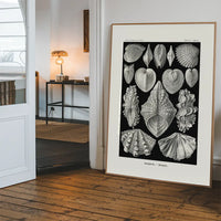 Mollusk Sea Shells Vintage Antique Print