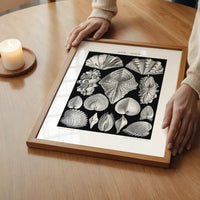 Mollusk Sea Shells Vintage Antique Print