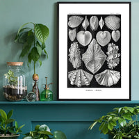 Mollusk Sea Shells Vintage Antique Print