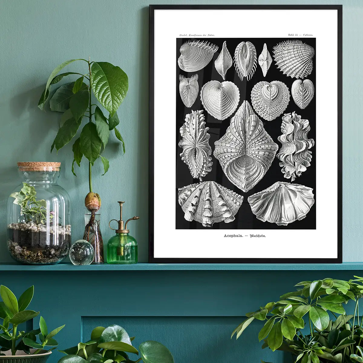 Mollusk Sea Shells Vintage Antique Print