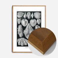 Mollusk Sea Shells Vintage Antique Print