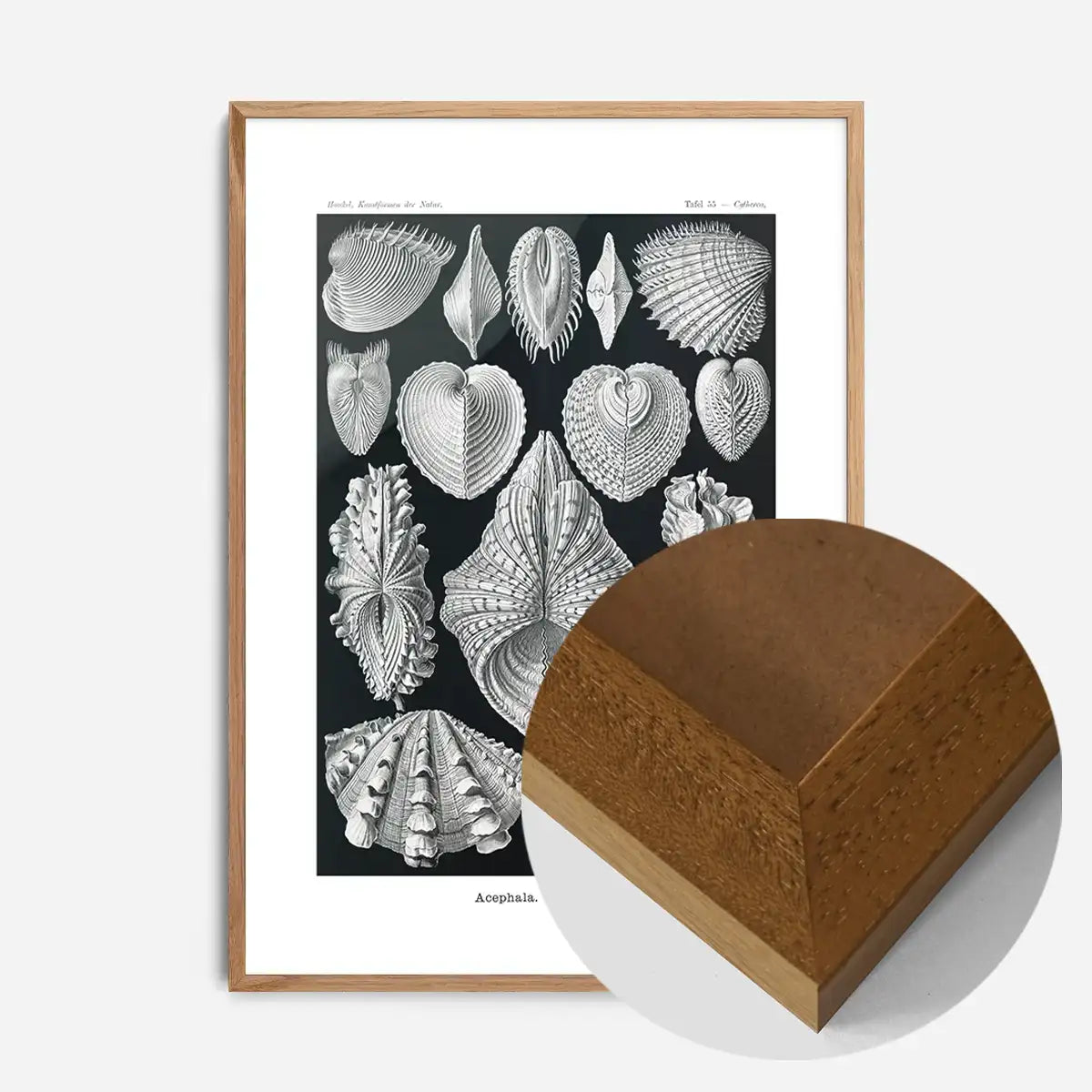 Mollusk Sea Shells Vintage Antique Print