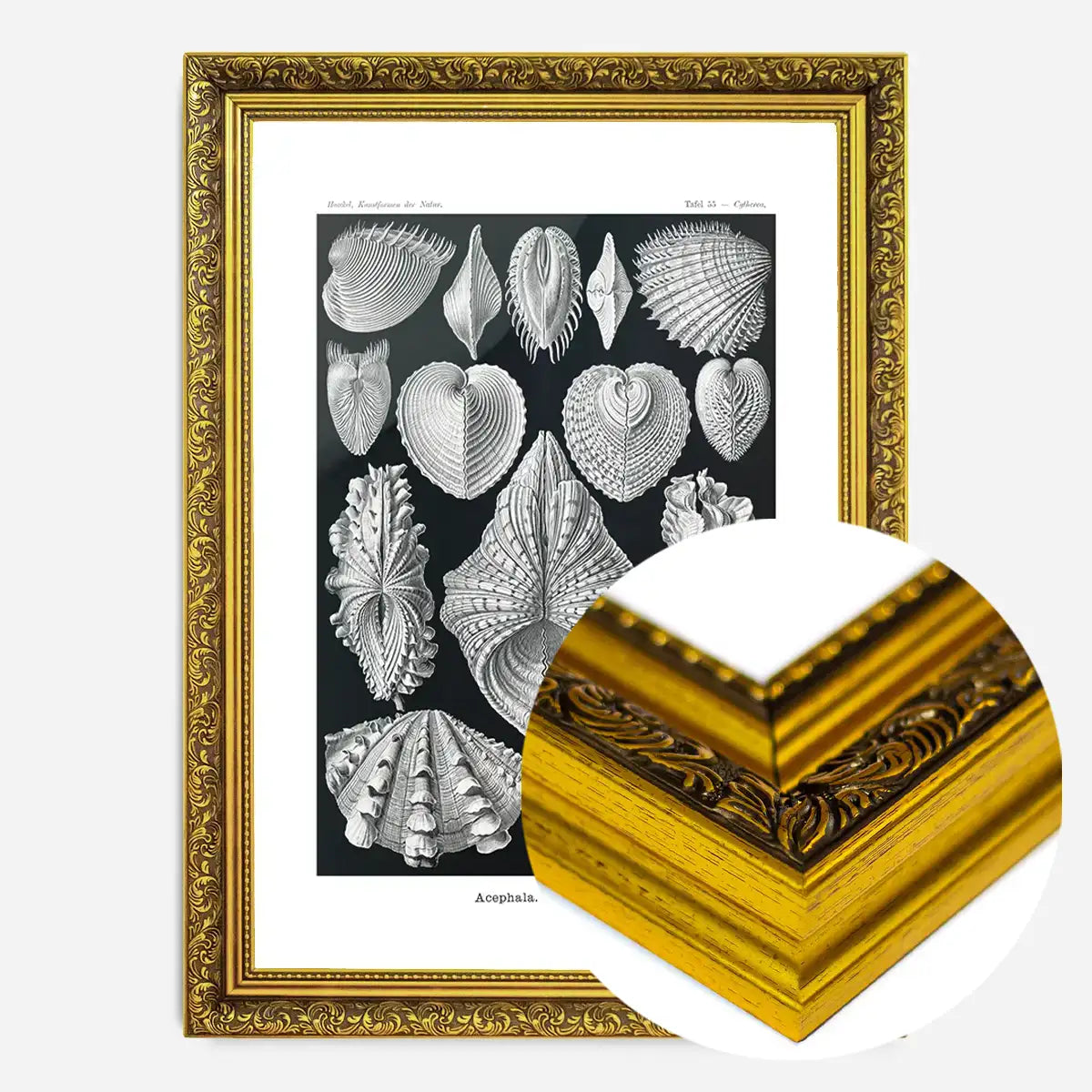 Mollusk Sea Shells Vintage Antique Print