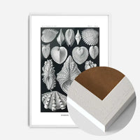 Mollusk Sea Shells Vintage Antique Print
