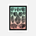 Print Only