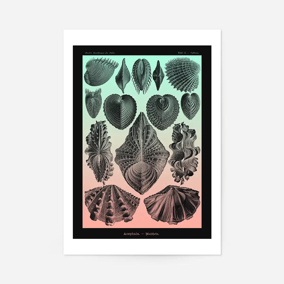 Mollusk Sea Shells Green and Pink Vintage Antique Print