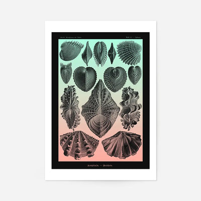 Mollusk Sea Shells Green and Pink Vintage Antique Print
