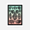 Mollusk Sea Shells Green and Pink Vintage Antique Print