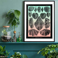 Mollusk Sea Shells Green and Pink Vintage Antique Print