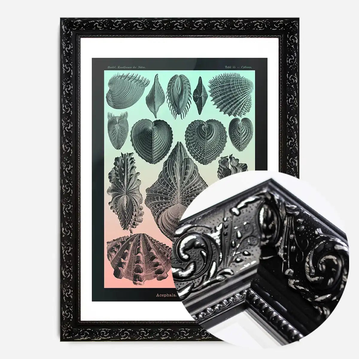 Mollusk Sea Shells Green and Pink Vintage Antique Print