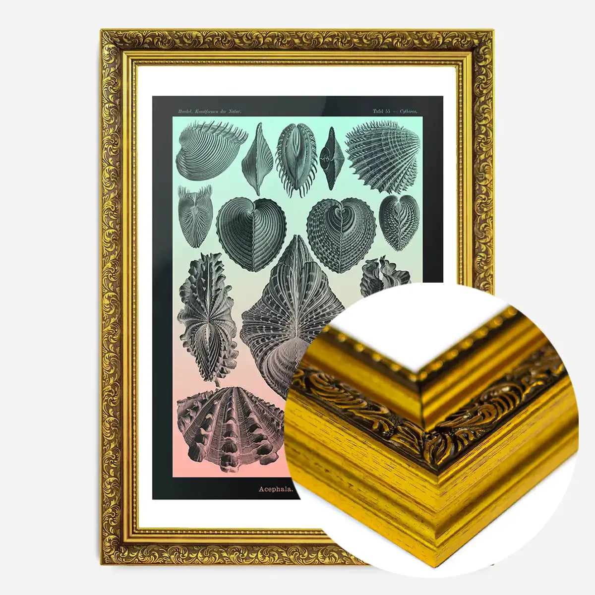 Mollusk Sea Shells Green and Pink Vintage Antique Print
