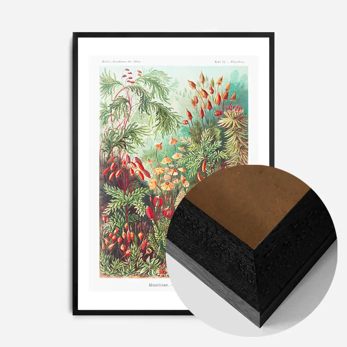 Mushroom Forest Vintage Antique Print
