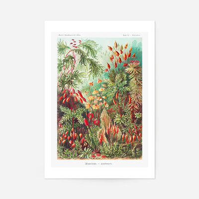 Mushroom Forest Vintage Antique Print