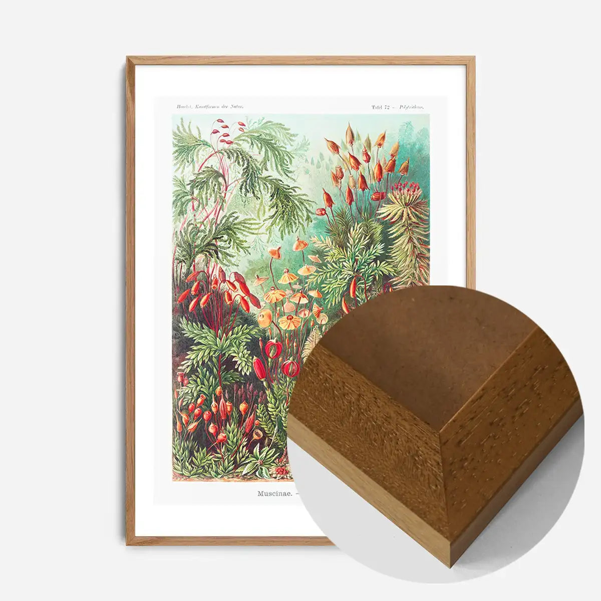 Mushroom Forest Vintage Antique Print