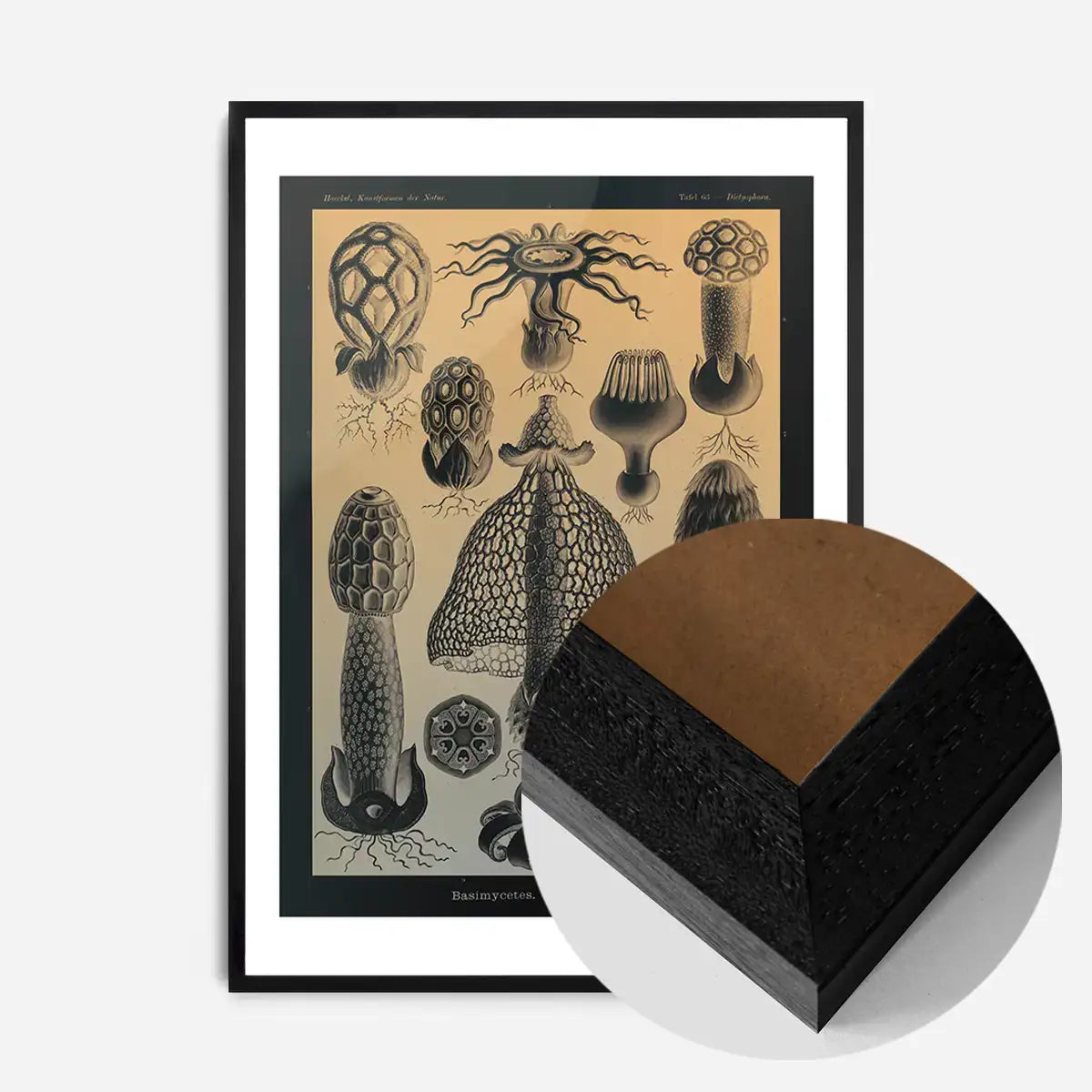 Mushrooms Diagram Vintage Antique Print