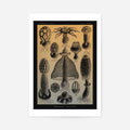 Print Only