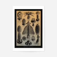 Mushrooms Diagram Vintage Antique Print