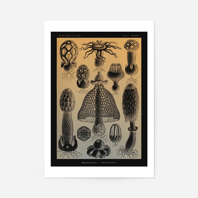 Mushrooms Diagram Vintage Antique Print