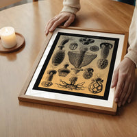 Mushrooms Diagram Vintage Antique Print
