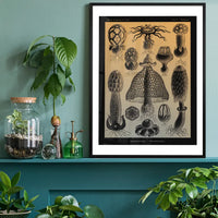 Mushrooms Diagram Vintage Antique Print