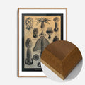 Oak Wood Frame