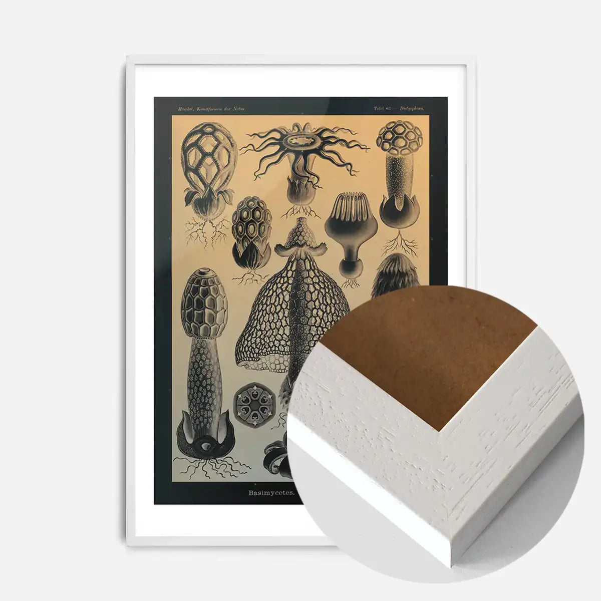 Mushrooms Diagram Vintage Antique Print
