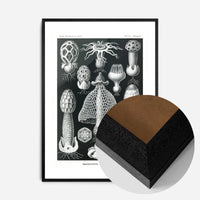 Mushrooms Diagram Black and White Vintage Antique Print