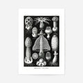 Print Only