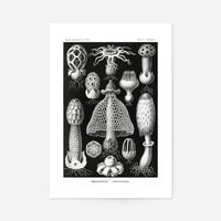 Mushrooms Diagram Black and White Vintage Antique Print