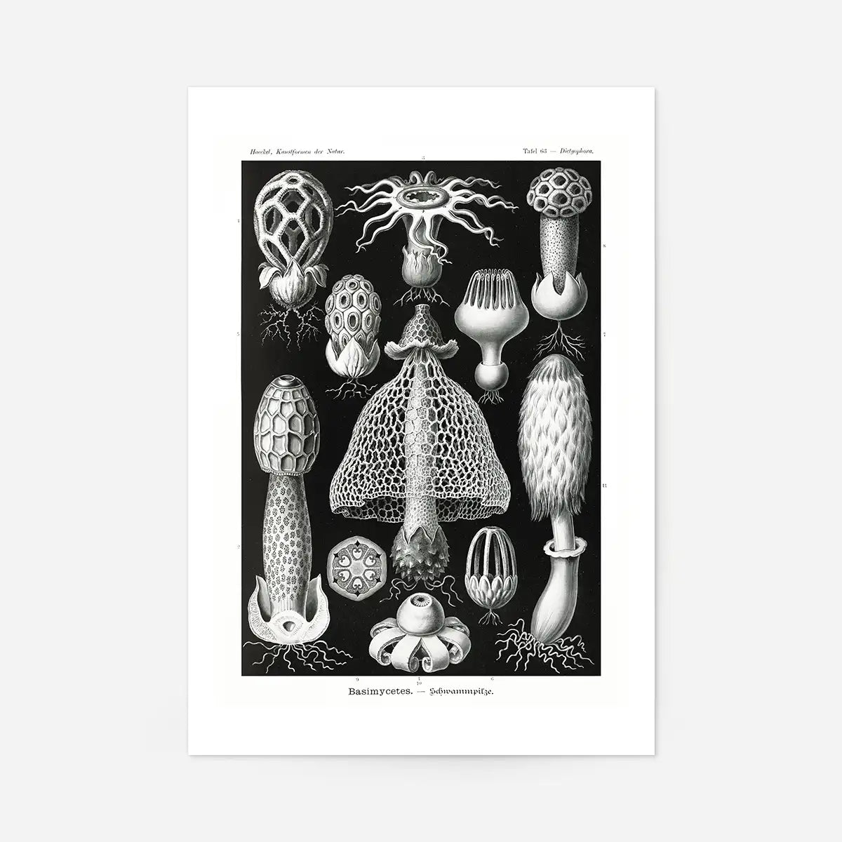 Mushrooms Diagram Black and White Vintage Antique Print