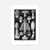 Mushrooms Diagram Black and White Vintage Antique Print