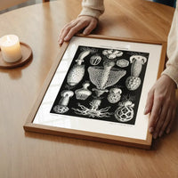 Mushrooms Diagram Black and White Vintage Antique Print