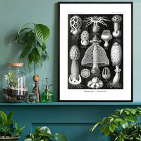 Mushrooms Diagram Black and White Vintage Antique Print