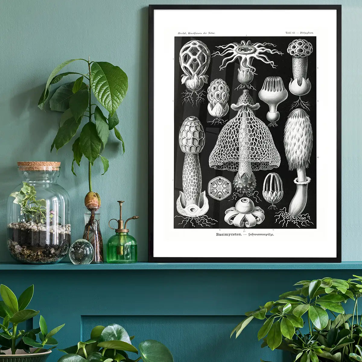 Mushrooms Diagram Black and White Vintage Antique Print