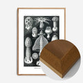 Oak Wood Frame
