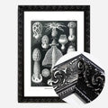 Black Ornate Frame