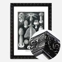 Mushrooms Diagram Black and White Vintage Antique Print
