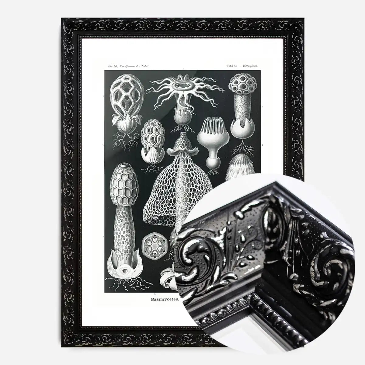 Mushrooms Diagram Black and White Vintage Antique Print