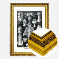 Mushrooms Diagram Black and White Vintage Antique Print