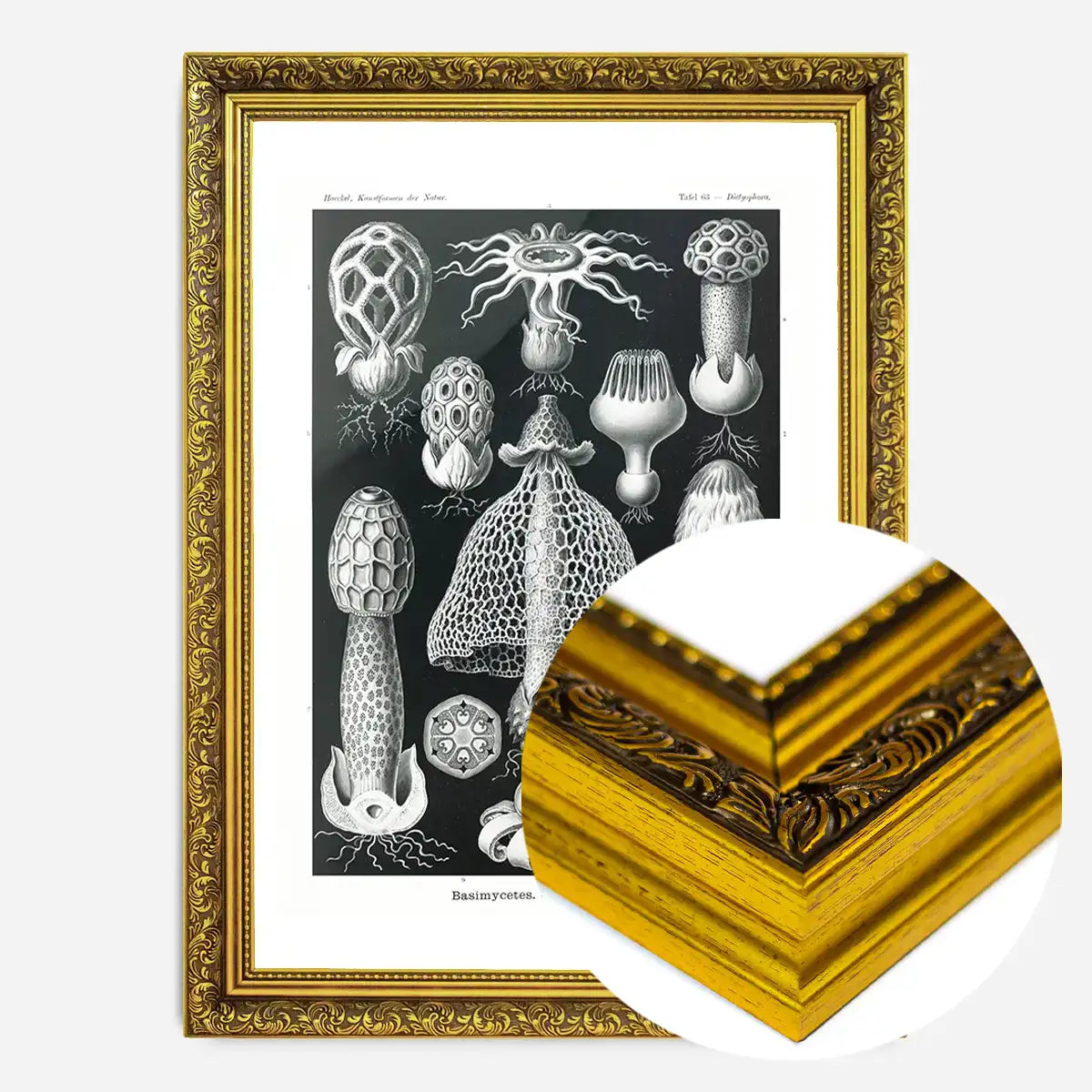 Mushrooms Diagram Black and White Vintage Antique Print
