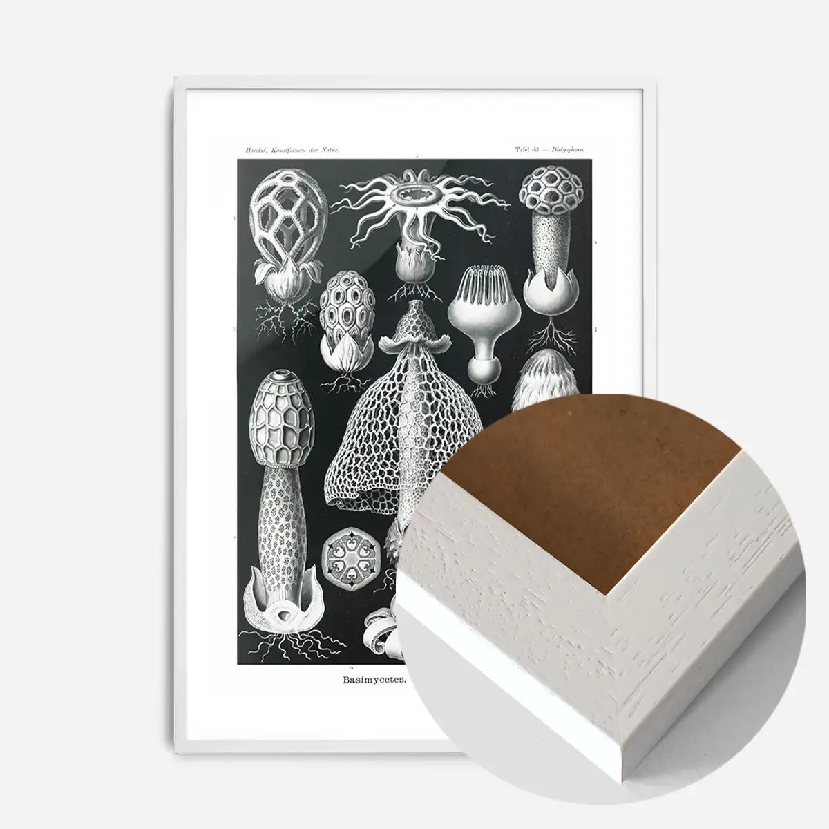 Mushrooms Diagram Black and White Vintage Antique Print