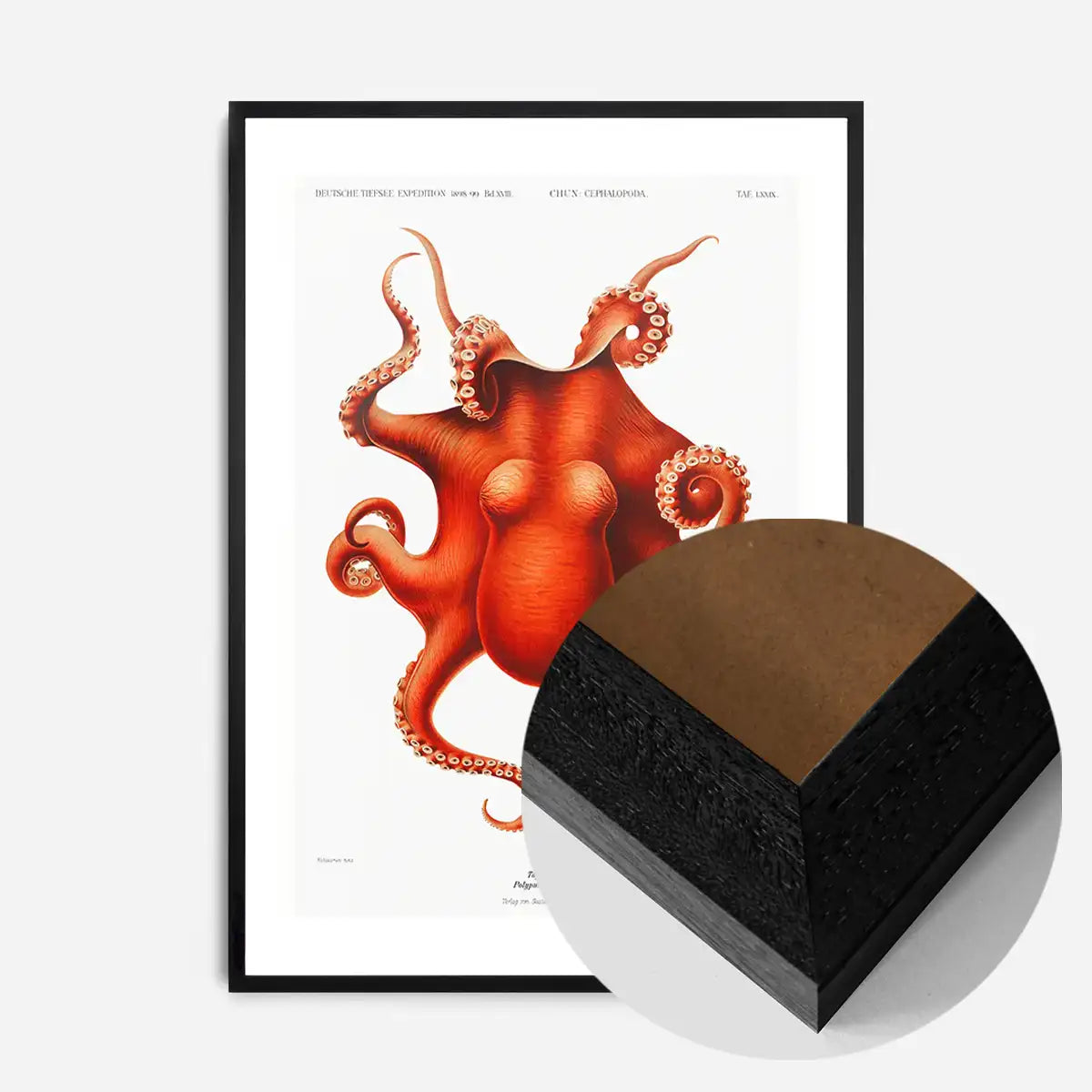 Octopus Vintage Antique Print