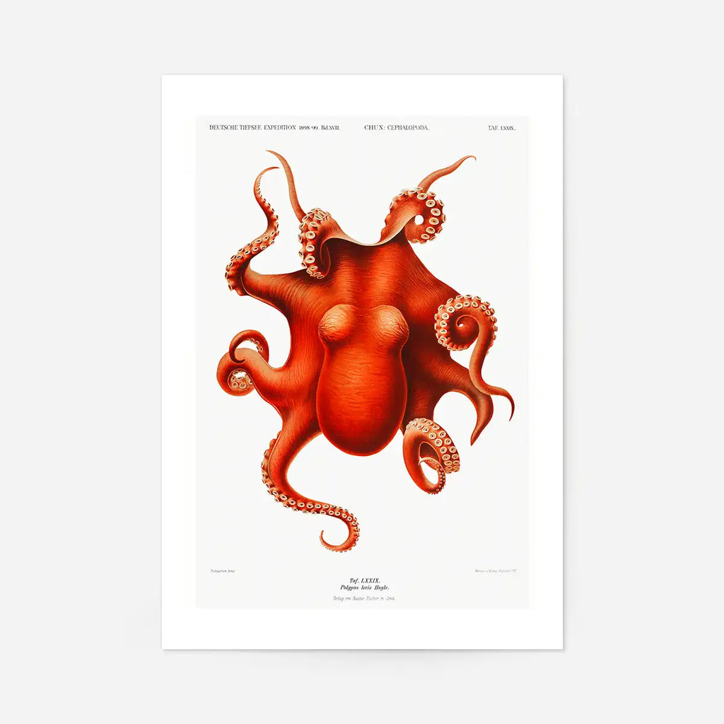 Octopus Vintage Antique 30x40cm Clearance Print