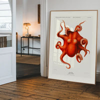 Octopus Vintage Antique Print