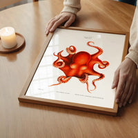 Octopus Vintage Antique Print